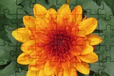 èŠèŠ±