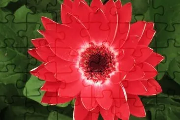 èŠèŠ±