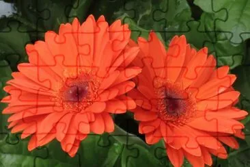 å¤ªé™½èŠ± jigsaw puzzle