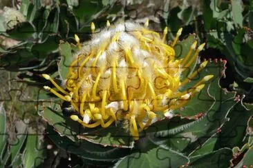 Protea Flower  South Africa
