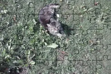 kater jigsaw puzzle
