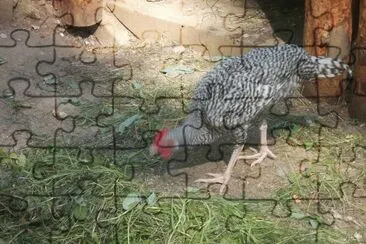 huhn