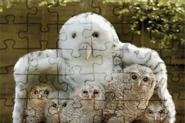 Young Owls