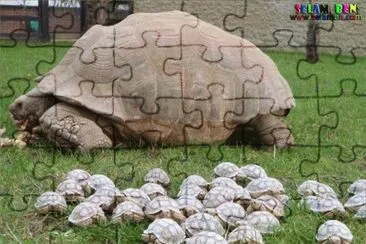 Young Turtles