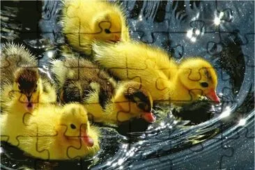 Young Ducks