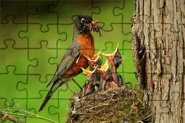 Young Birds