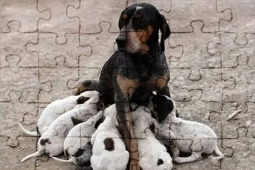 Young Dogs jigsaw puzzle