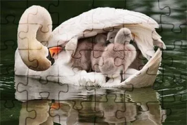 Young Swans