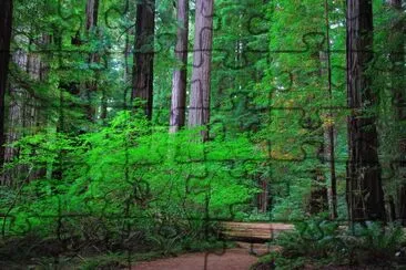 Jedediah Smith Redwoods State Park