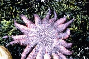 Starfish  Sunflower Sea Star