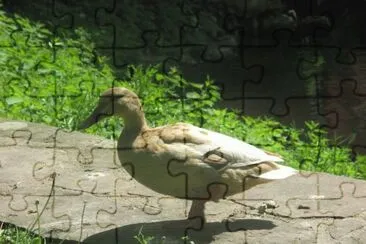 ente