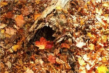 autumn 9