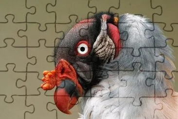 Ave jigsaw puzzle