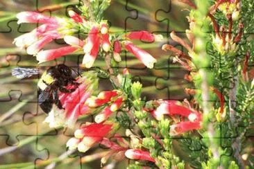 Beautiful Flowers