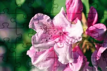 Beautiful Flower jigsaw puzzle