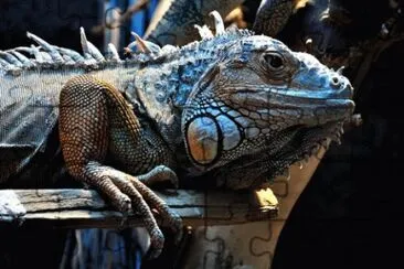 Lizard