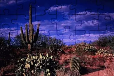 Seguaro  Arizona  USA jigsaw puzzle