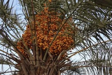 Date Palmtree  Tunesia