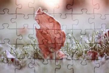 Frozen Grass Leaves jigsaw puzzle