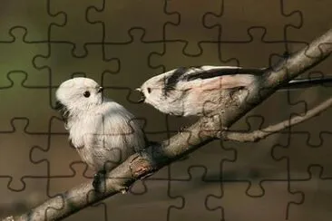 bird jigsaw puzzle
