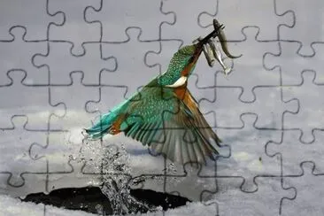 bird jigsaw puzzle