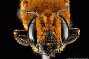 ABEJA