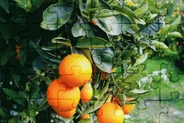 Taronger jigsaw puzzle
