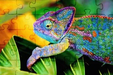 camaleon