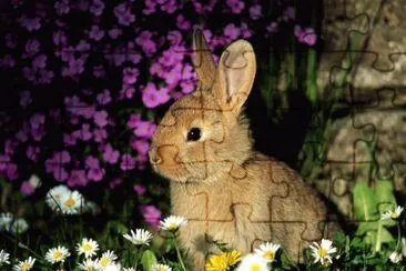 Cute Rabbit