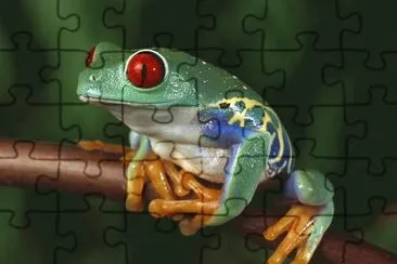 Beautiful Frog