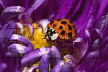 פאזל של Lady Bug