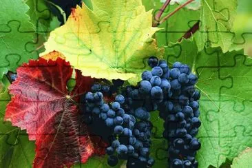 Grapes