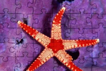 Starfish jigsaw puzzle