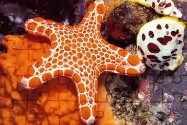 Starfish jigsaw puzzle