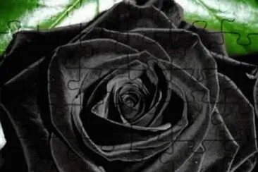 rosa negra jigsaw puzzle