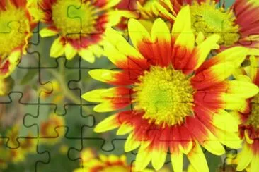 Crisantems jigsaw puzzle