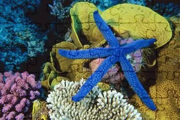 Starfish Great Barrier Reef jigsaw puzzle
