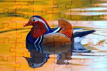 Mandarin Duck