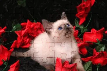 Cavalier of Roses