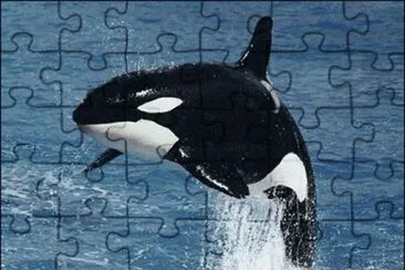 Orca jigsaw puzzle
