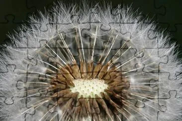 Hawkbit seeds