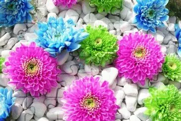 flores y piedras jigsaw puzzle