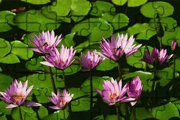 Water Lillies