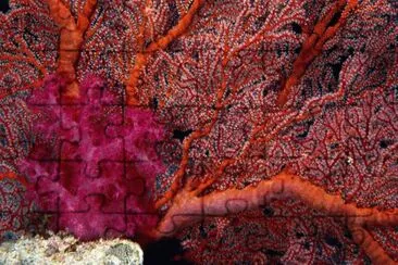 Corals Great Barrier Reef jigsaw puzzle