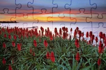 Flowers at the Red Sea jigsaw puzzle