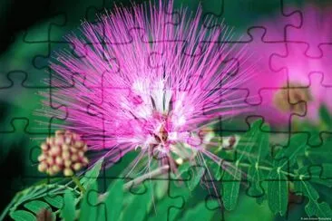Powder Tassel Bush
