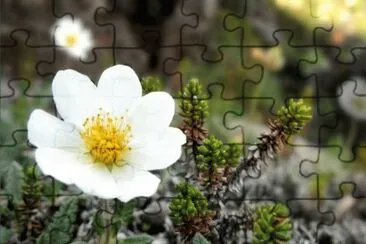 Flowers in the German Alps jigsaw puzzle