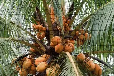 Coconut Palm