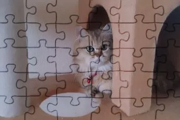 Azuki gatita Japonesa jigsaw puzzle