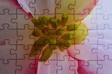 Kernel of the Flower